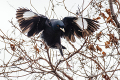 ハッカチョウ