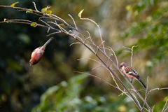 ベニマシコ♂W②