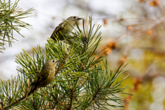 松の木に２羽来た！
