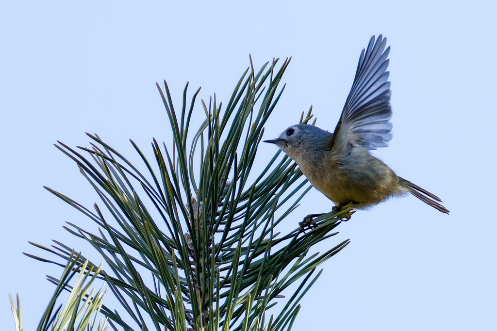 飛び着く菊ちゃん