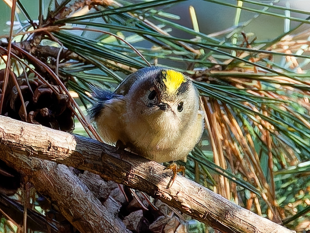 チョッピリ開いた菊ちゃん③