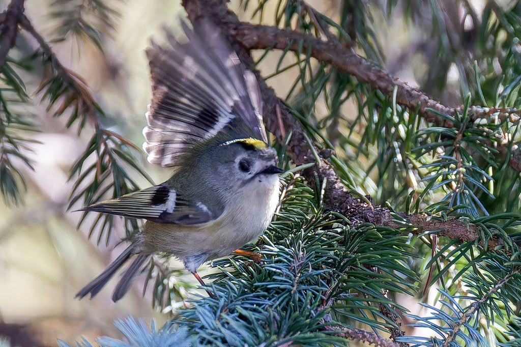 キクイタダキ①