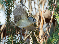 菊ちゃんの飛び出し②