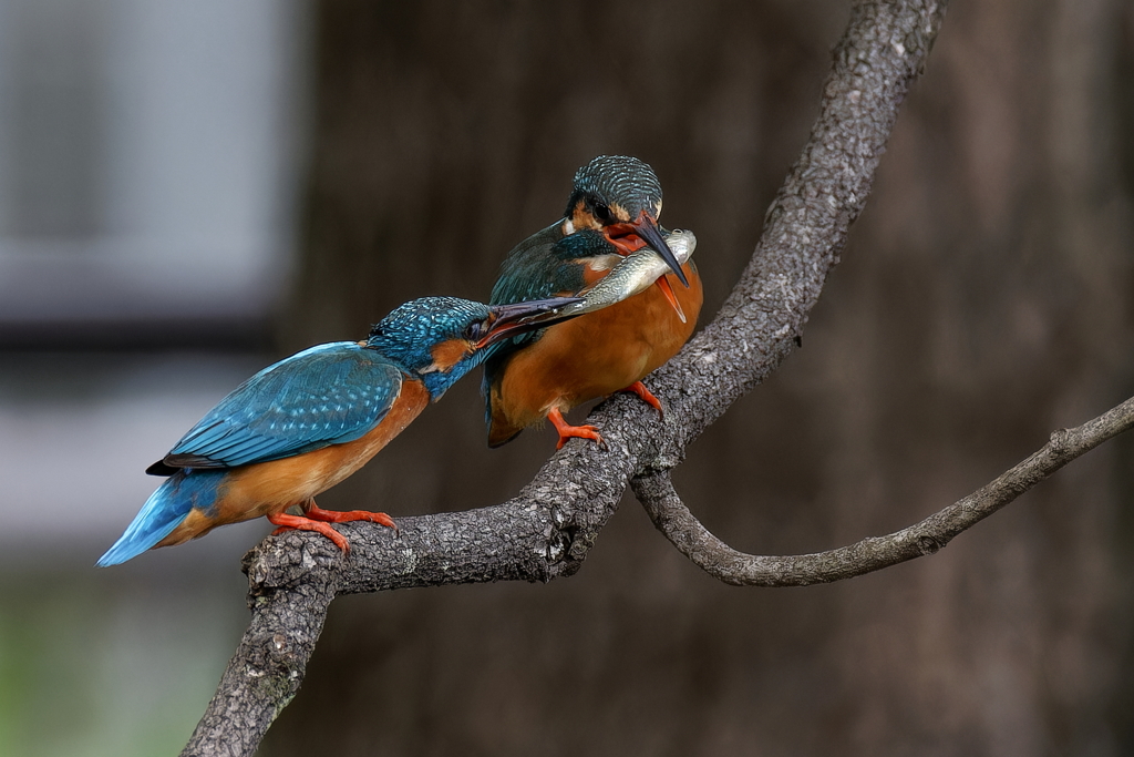 カワセミの餌渡し