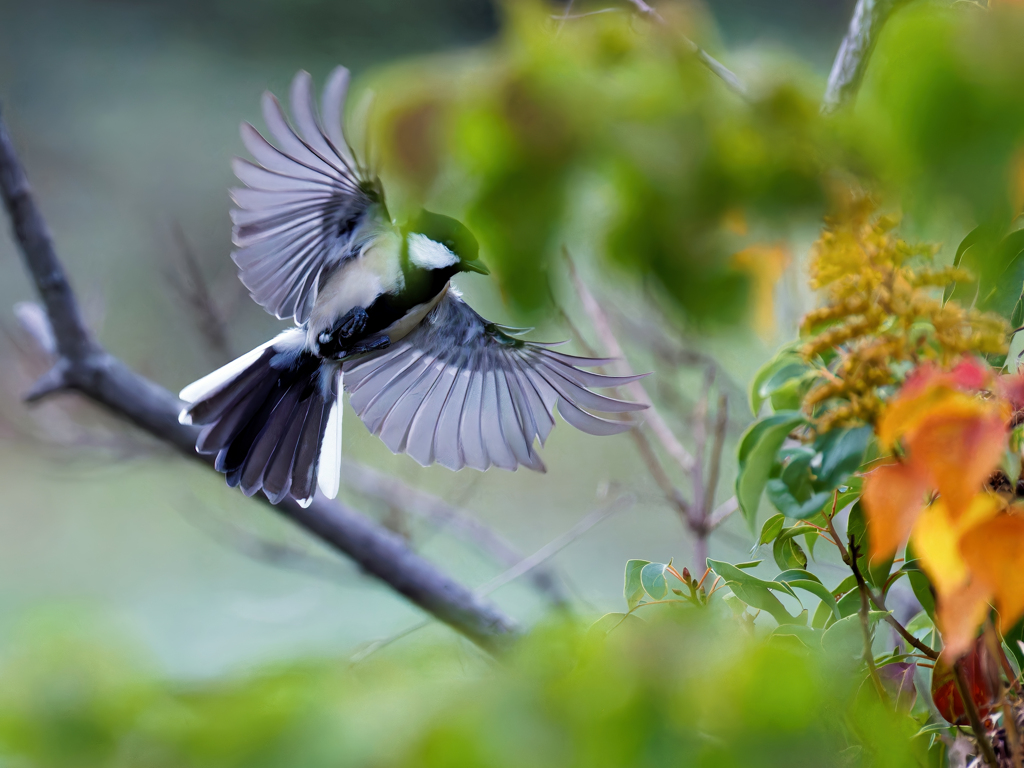 シジュウガラの飛着き