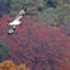 広沢の池のミサゴ