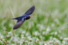 シロツメ草上を飛ぶ燕