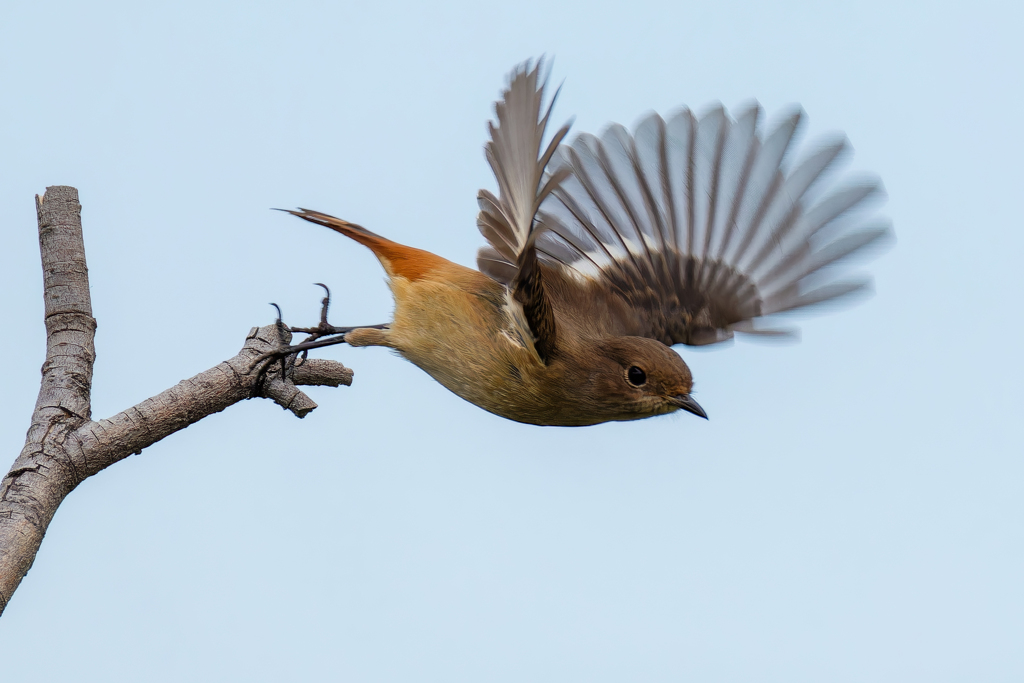 ジョウビタキ♀の飛び出し