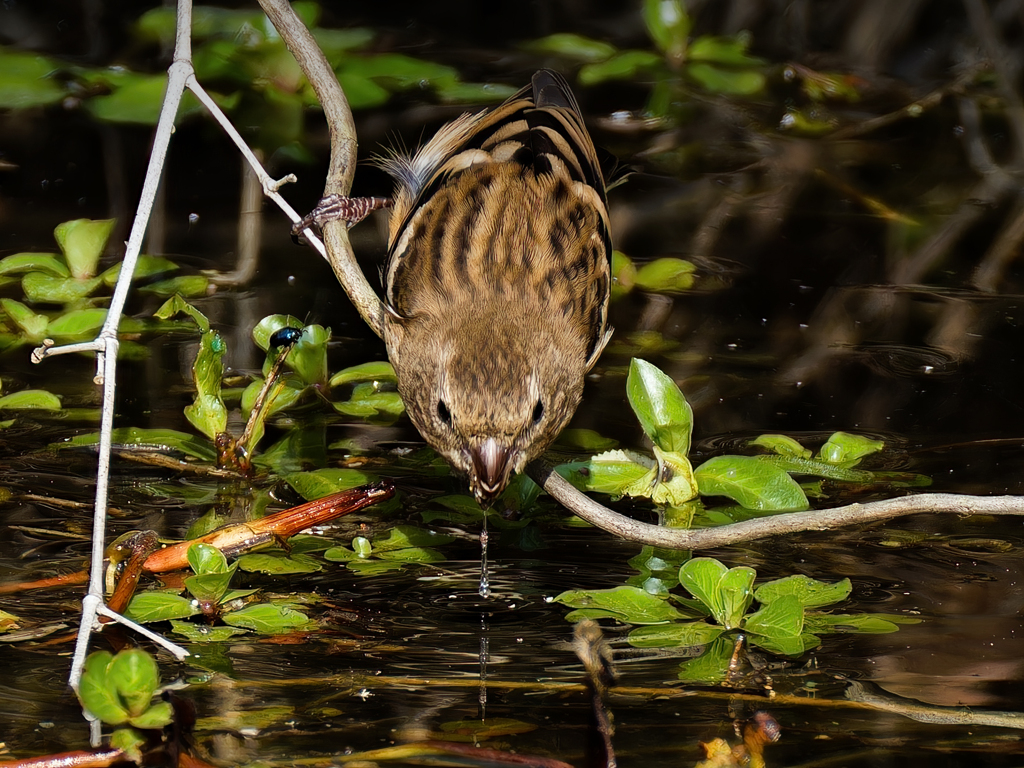 水飲みベニマシコ♀