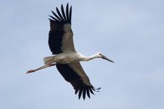 コウノトリの飛翔①