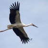 コウノトリの飛翔①