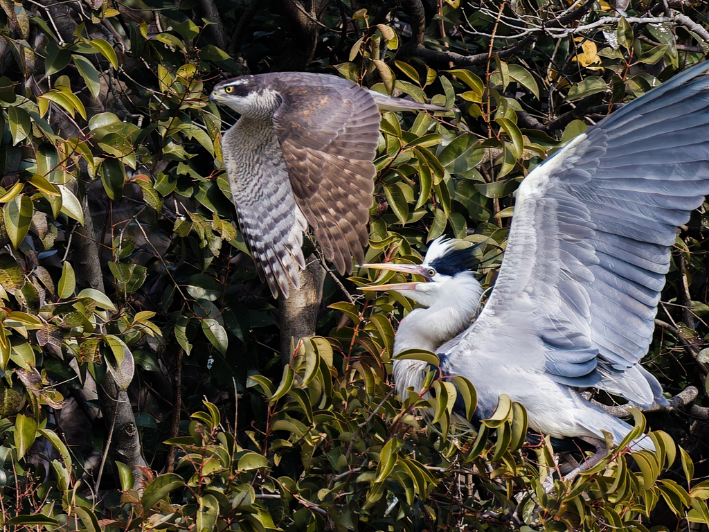 アオサギ威嚇する！