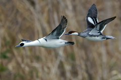 ミコアイサペアー飛翔中①