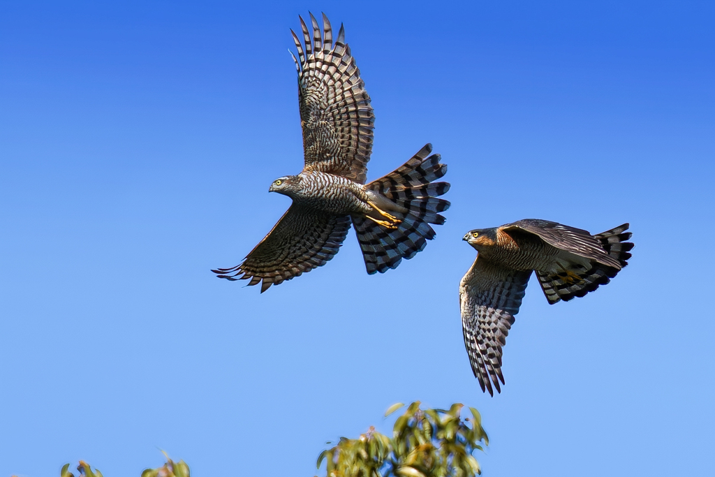 ハイタカの追っかけ