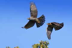 ハイタカの追っかけ