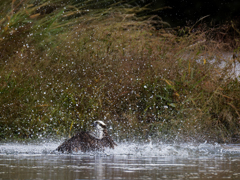 完全に大鮎をゲットした様です。