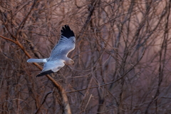 河川敷を飛ぶ灰色チュウヒ♂