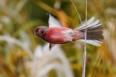 ベニマシコ♂の飛び出し