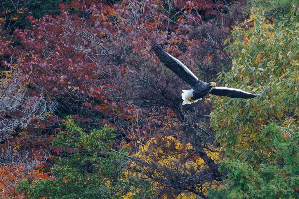 オオワシ飛翔中