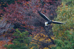 オオワシ飛翔中