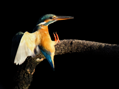 カワセミの飛着き