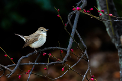 紅梅に留まったニシオジロビタキ