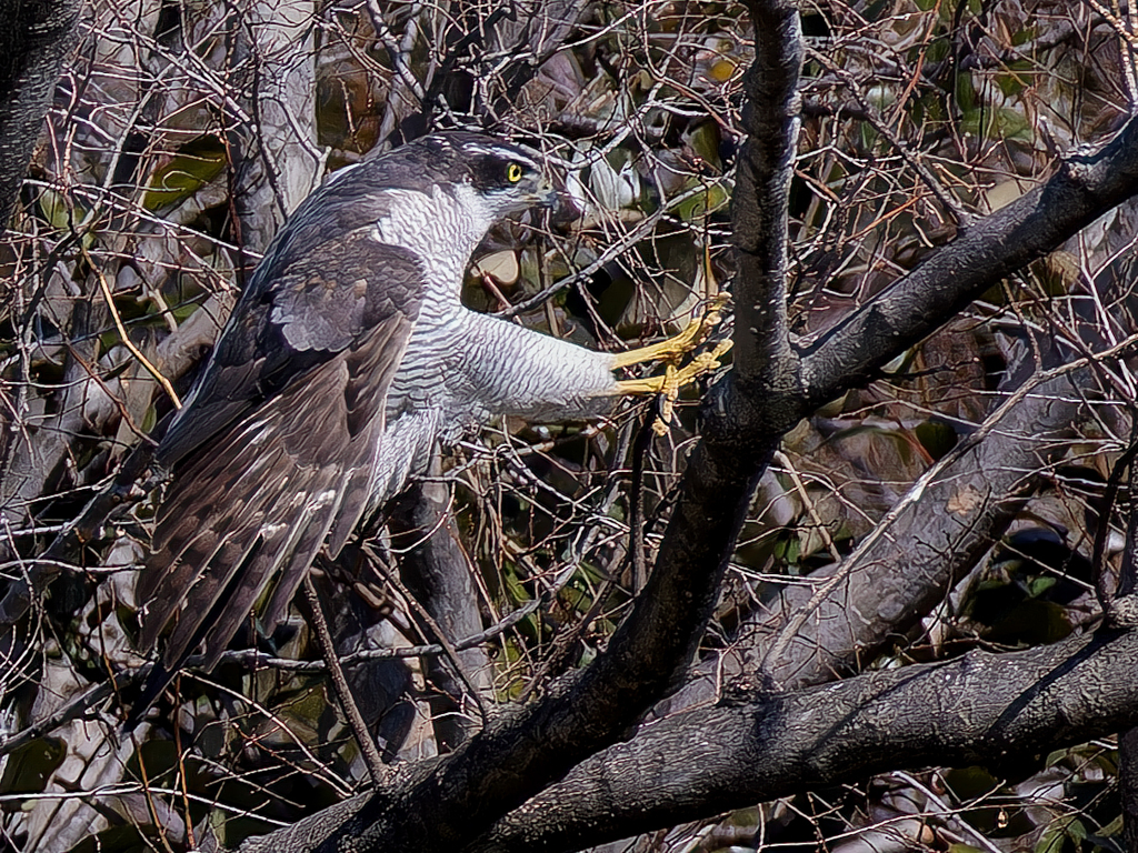 オオタカの飛着き by アカゲラ親父 (ID:13376538) - 写真共有サイト:PHOTOHITO