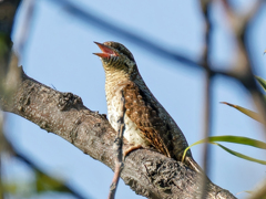 鳴いているアリスイ