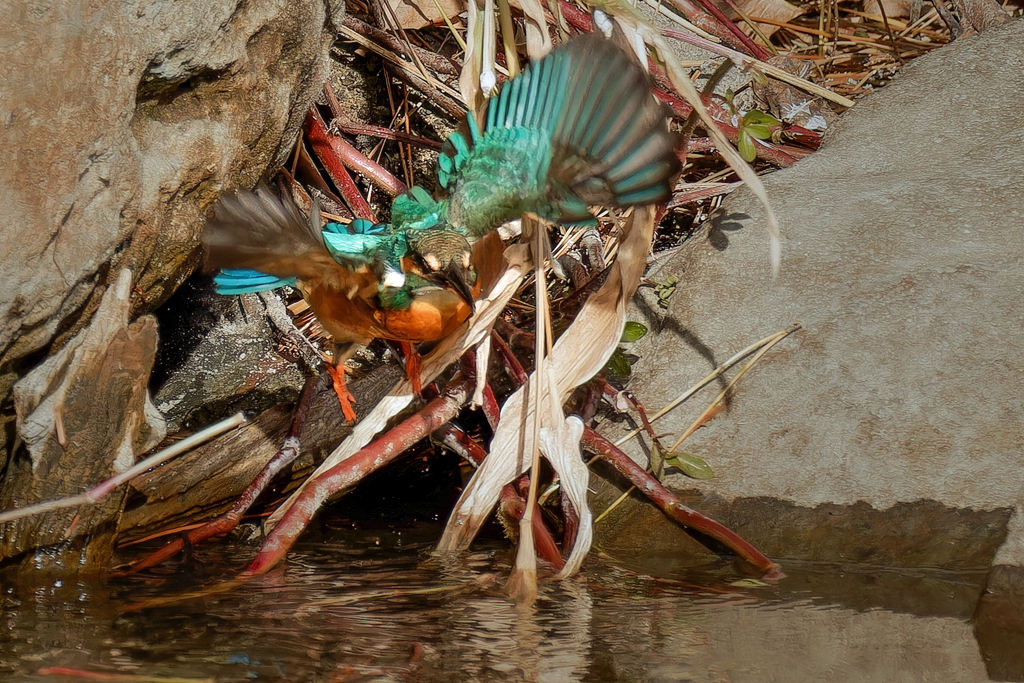 狭い場所から飛び出したカワセミ