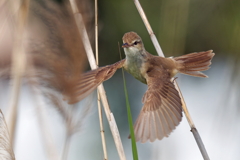 飛び出したオオヨシキリ