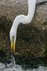 ダイサギがオイカワ♀ゲット