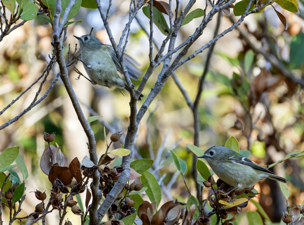 パッカーンを期待したが逃げられました！