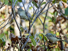 パッカーンを期待したが逃げられました！