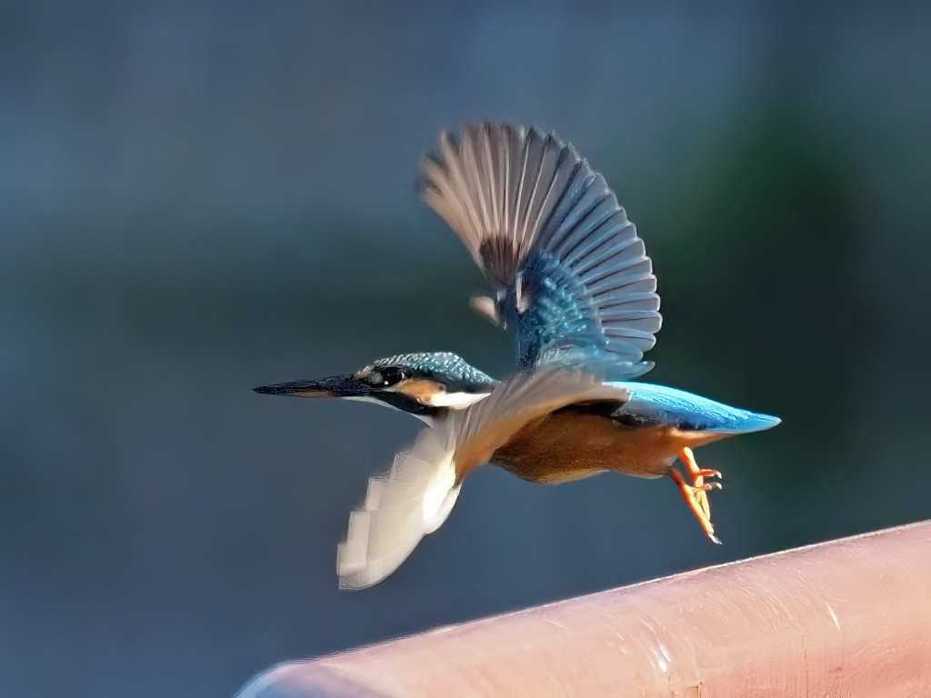 カワセミの飛び出し