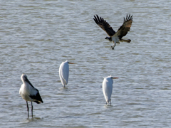 獲物をゲットしたミサゴ
