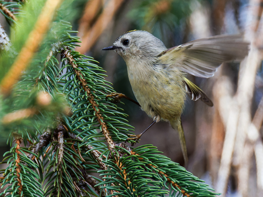 ドイツトウヒにキクイタダキ⑨