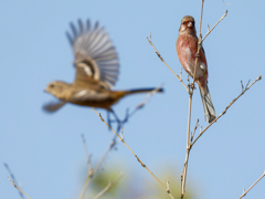 ベニマシコペアー