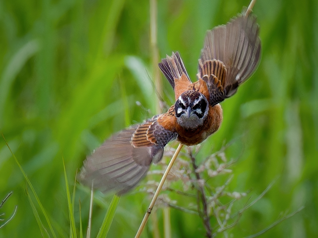 ホオジロの飛び出し