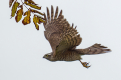 ハイタカの飛び出し①