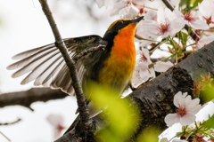 桜キビタキ①