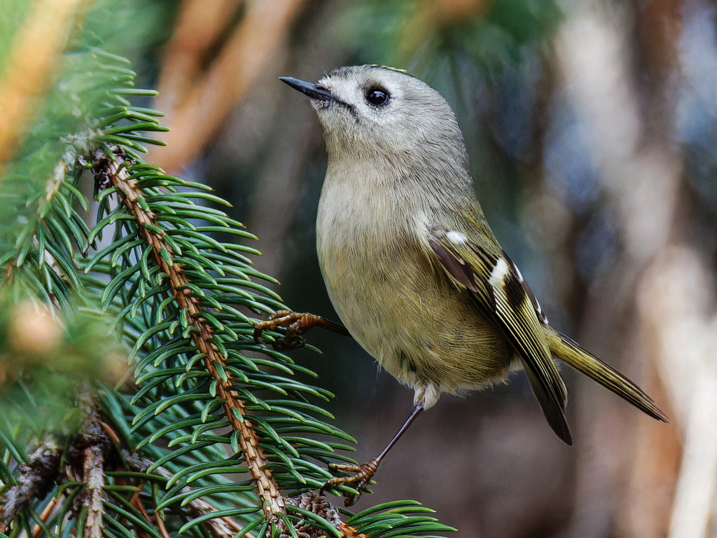 ドイツトウヒにキクイタダキ⑤