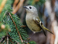 ドイツトウヒにキクイタダキ⑤