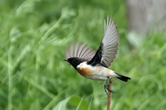 顏黒ノビタキの飛び出し