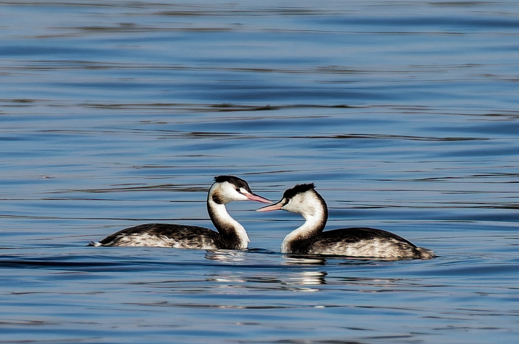 ♡冠カイツブリ