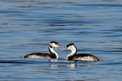 ♡冠カイツブリ