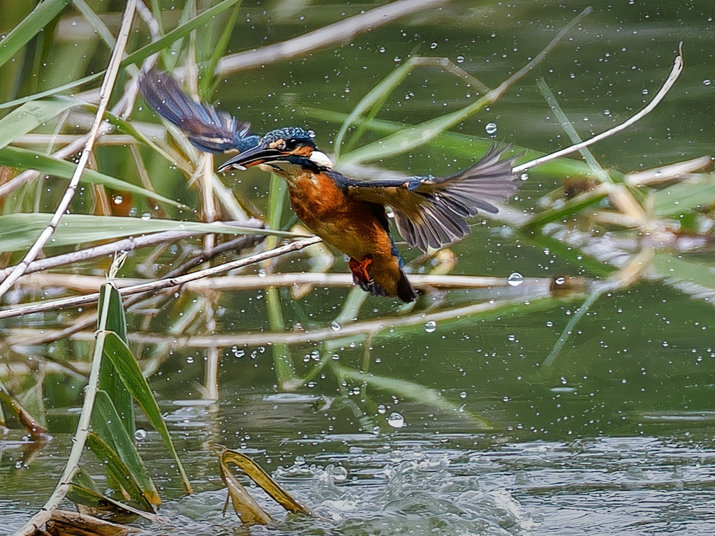 カワセミの離水
