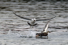 ウミネコがカルガモを威嚇！