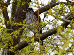 柳の中のハイタカ