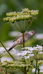 花ウドを日傘にして、、