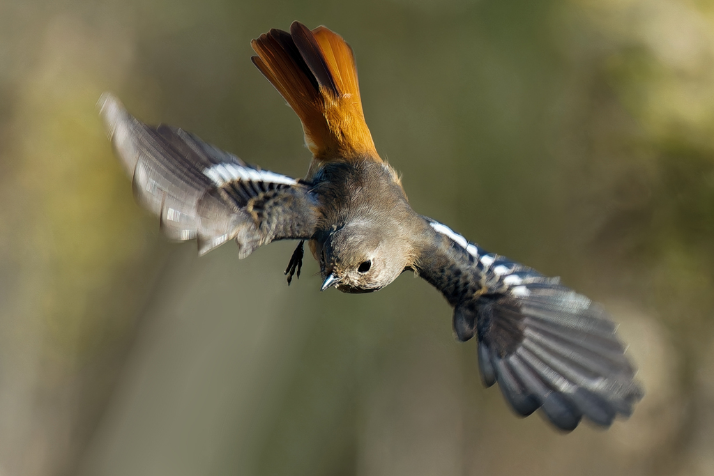 ジョウビタキ♀